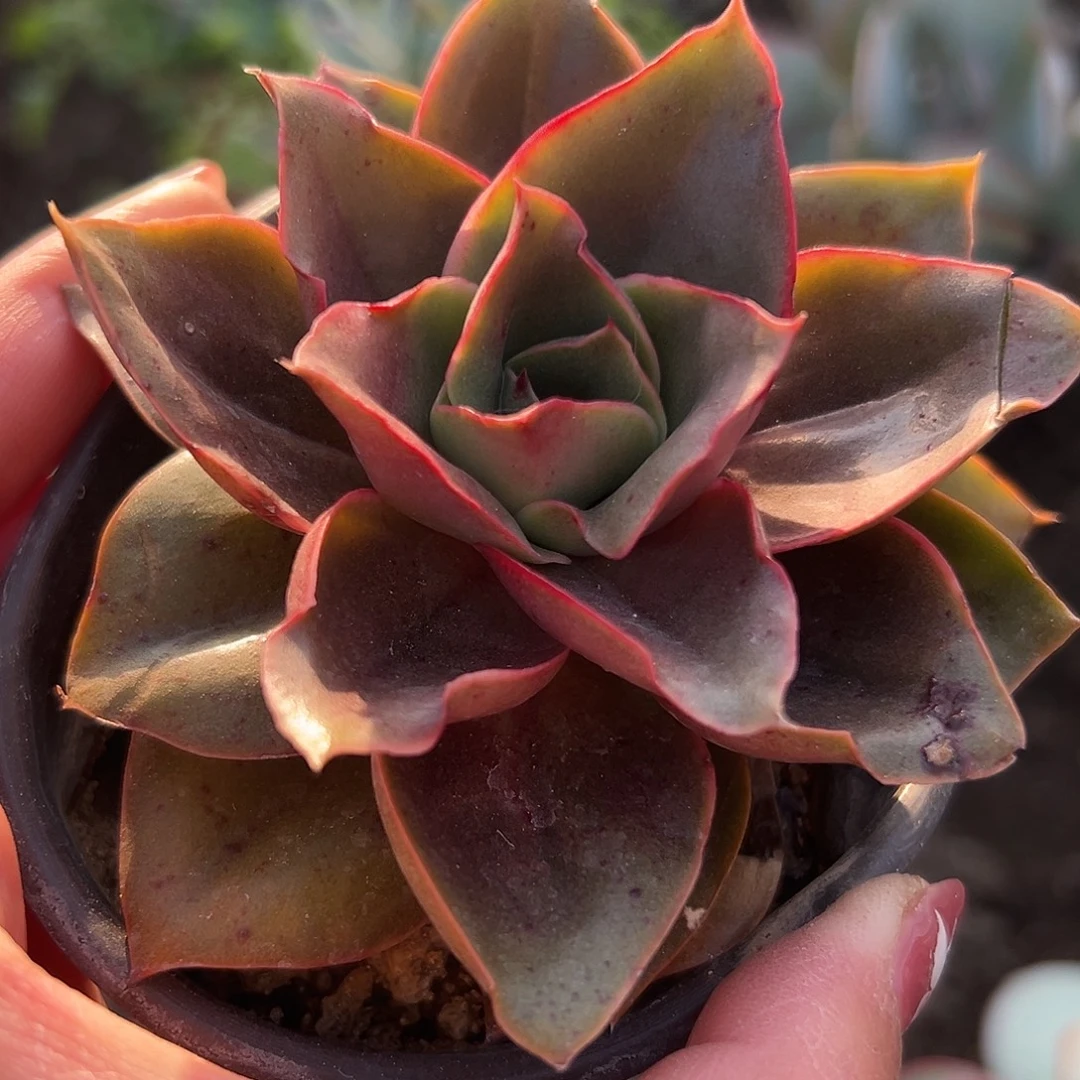 多肉植物大河之舞