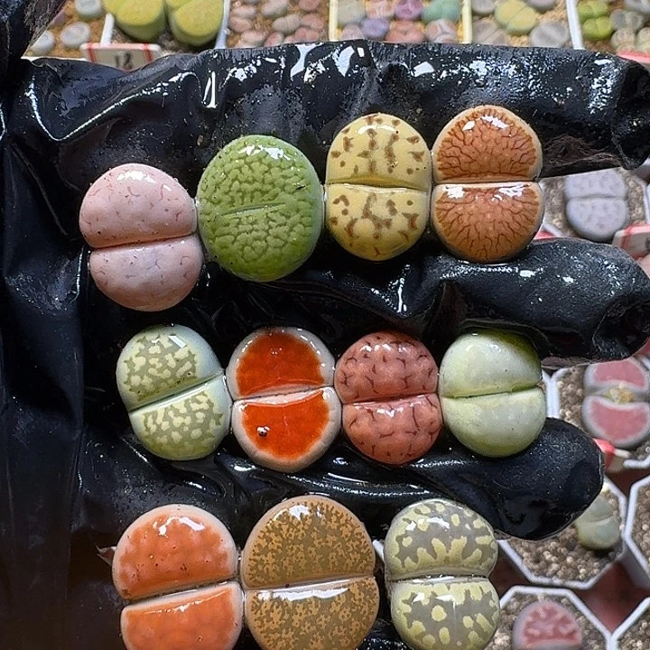 生石花111111。  193