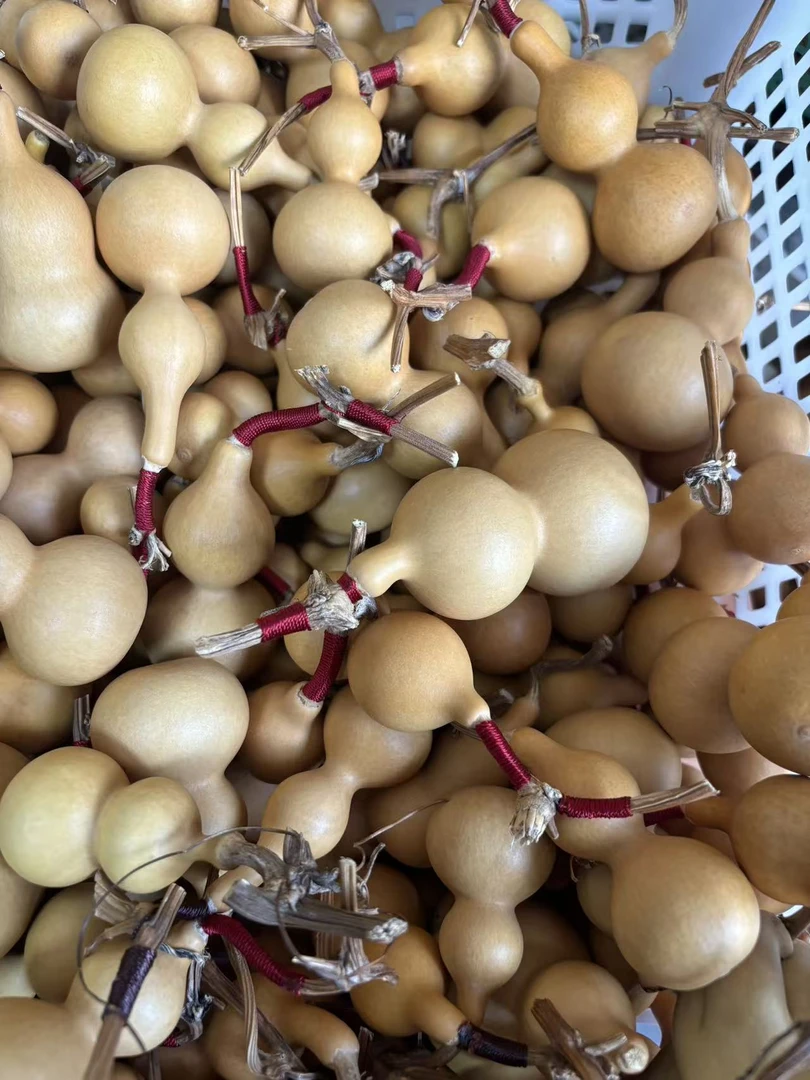 天然天津嘴小葫芦一枚！！