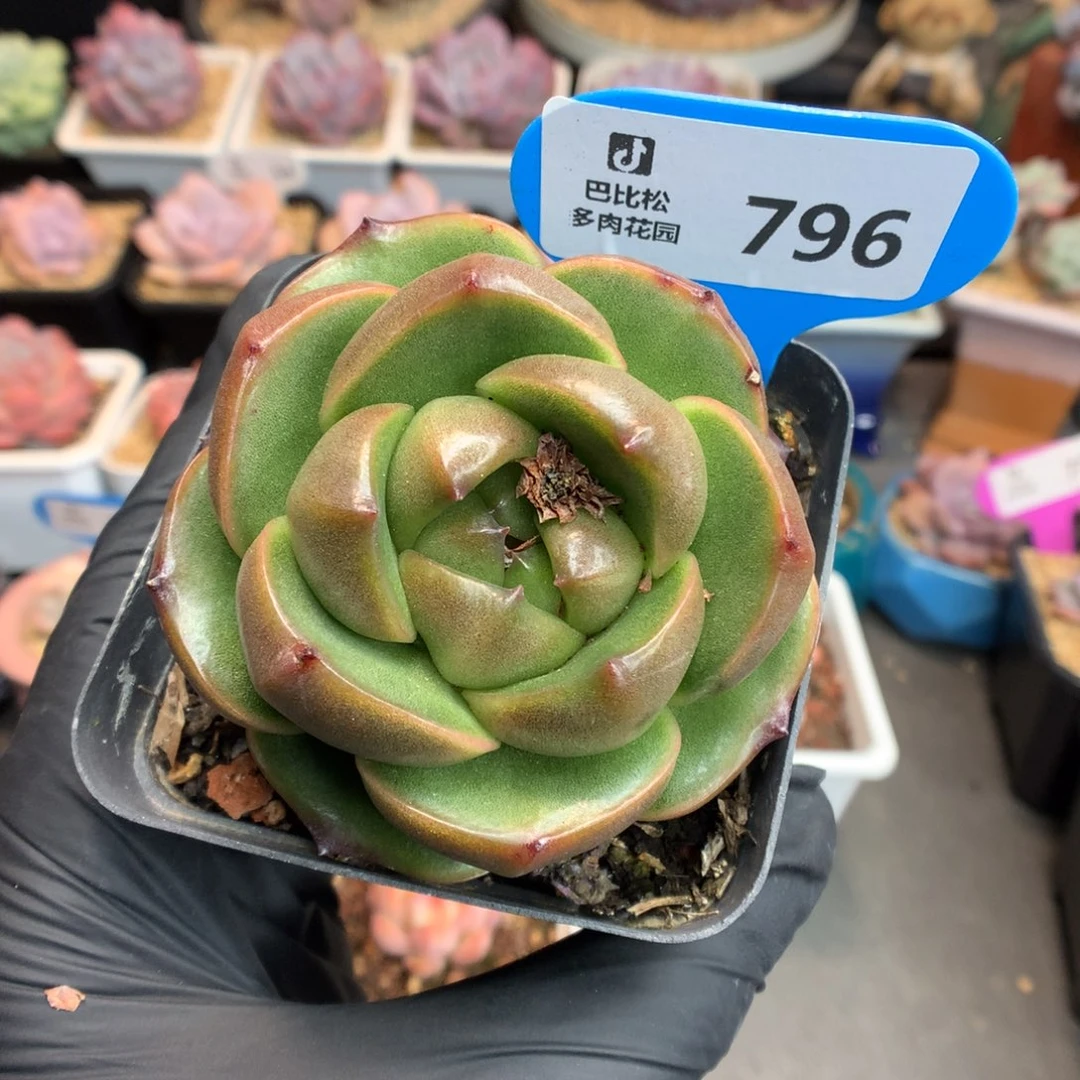 796 皮埃拉珍妮多肉