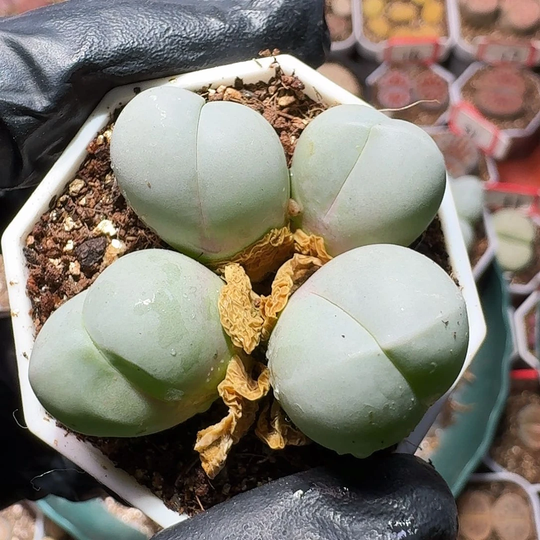 苗*～生石花等1111111。  212