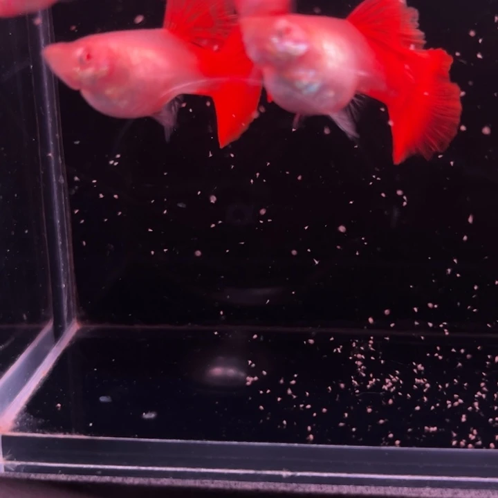 孔雀鱼半月尾红玫瑰2对