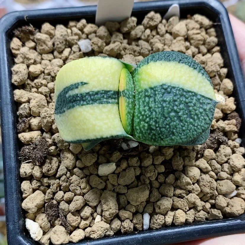 【闪购商品】89卧牛锦