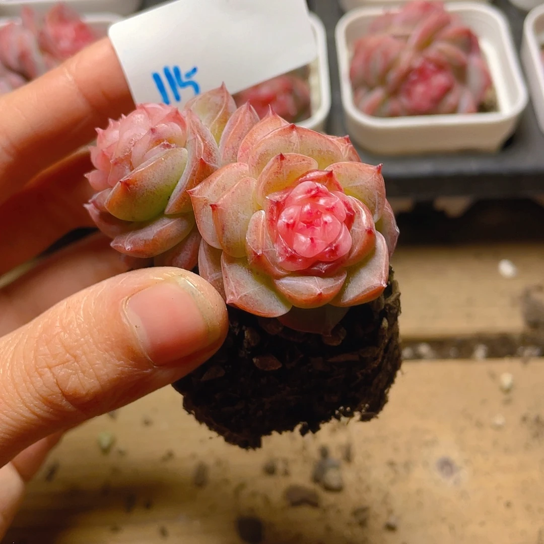多肉植物多肉植物115