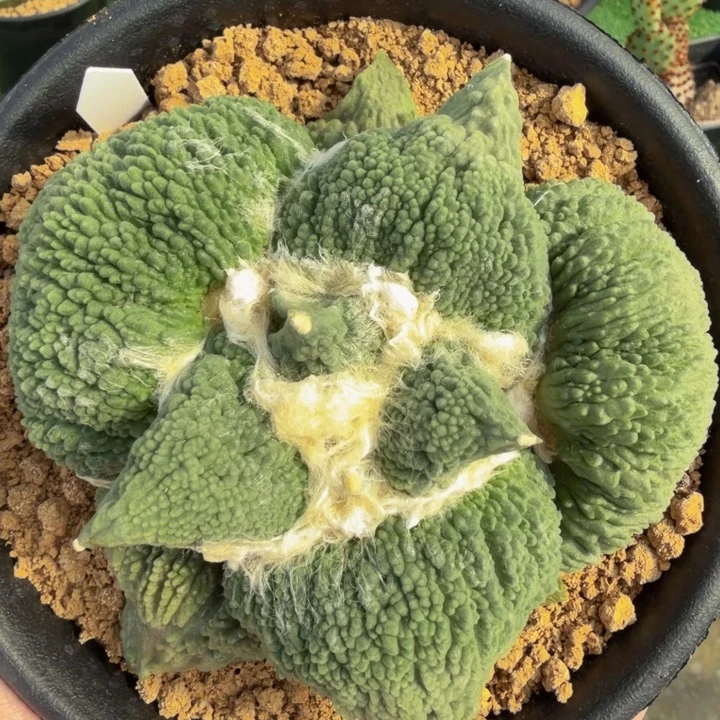 大型圆月夜翻边丸怒