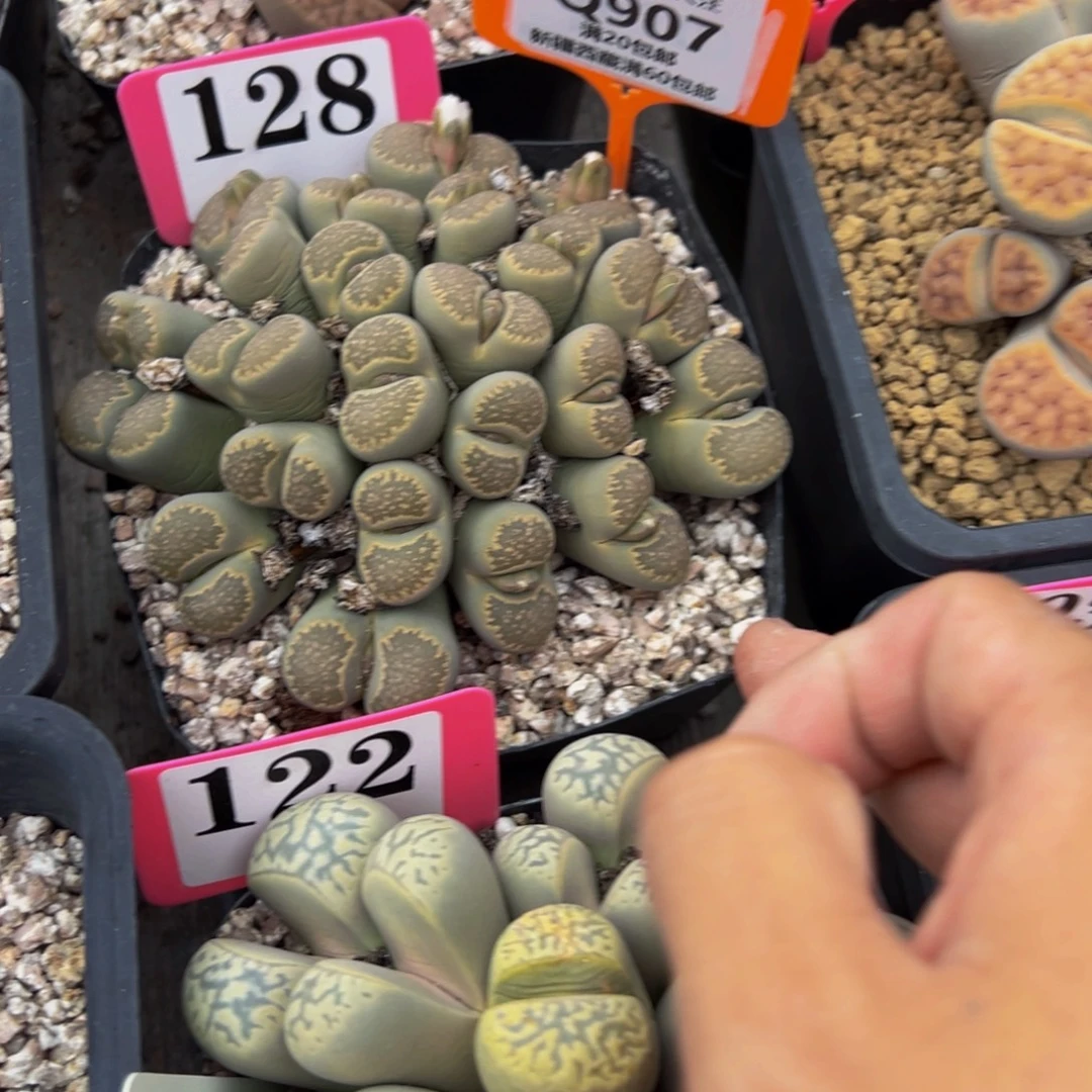 907 一物一拍，默认有伤，介意勿拍，不退不换