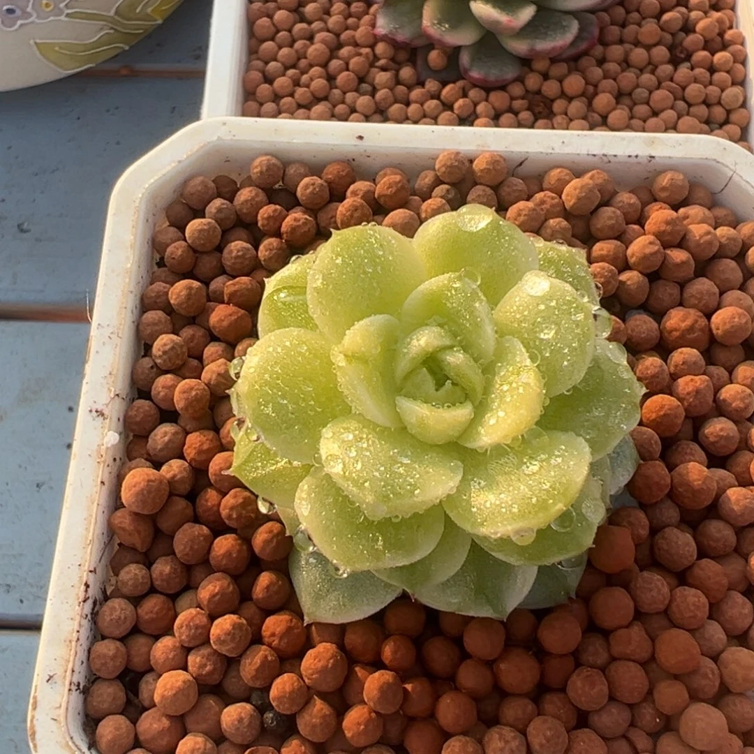 麦秆杂锦，覆轮锦。