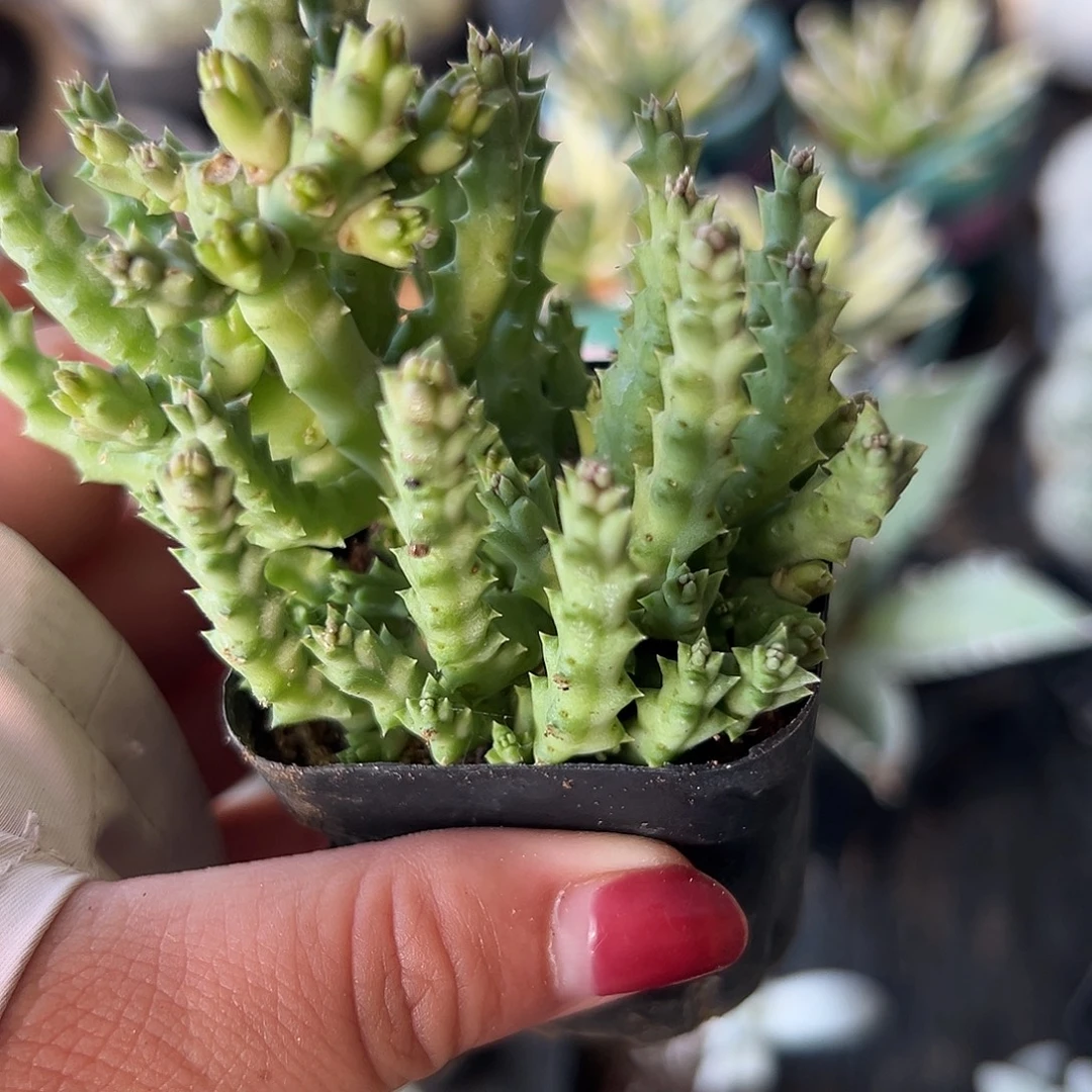 多肉植物多肉植物