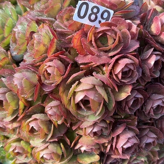 ?****多肉植物一个