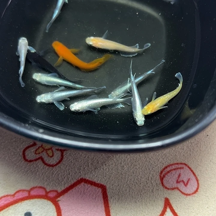 抖****青鳉鱼长天使7长大蛇1长红帝1酥油灯2