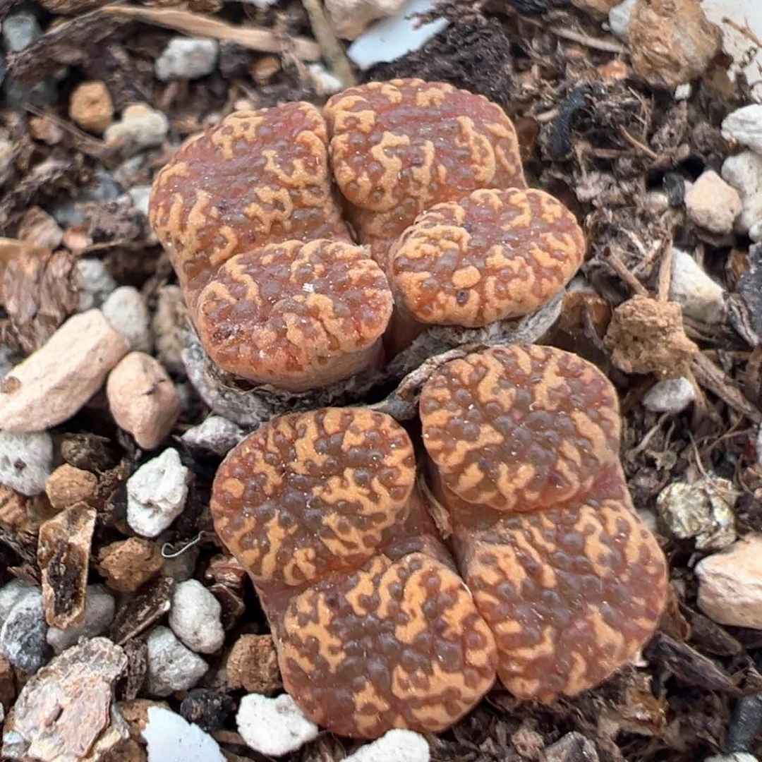 68多肉植物百科知识