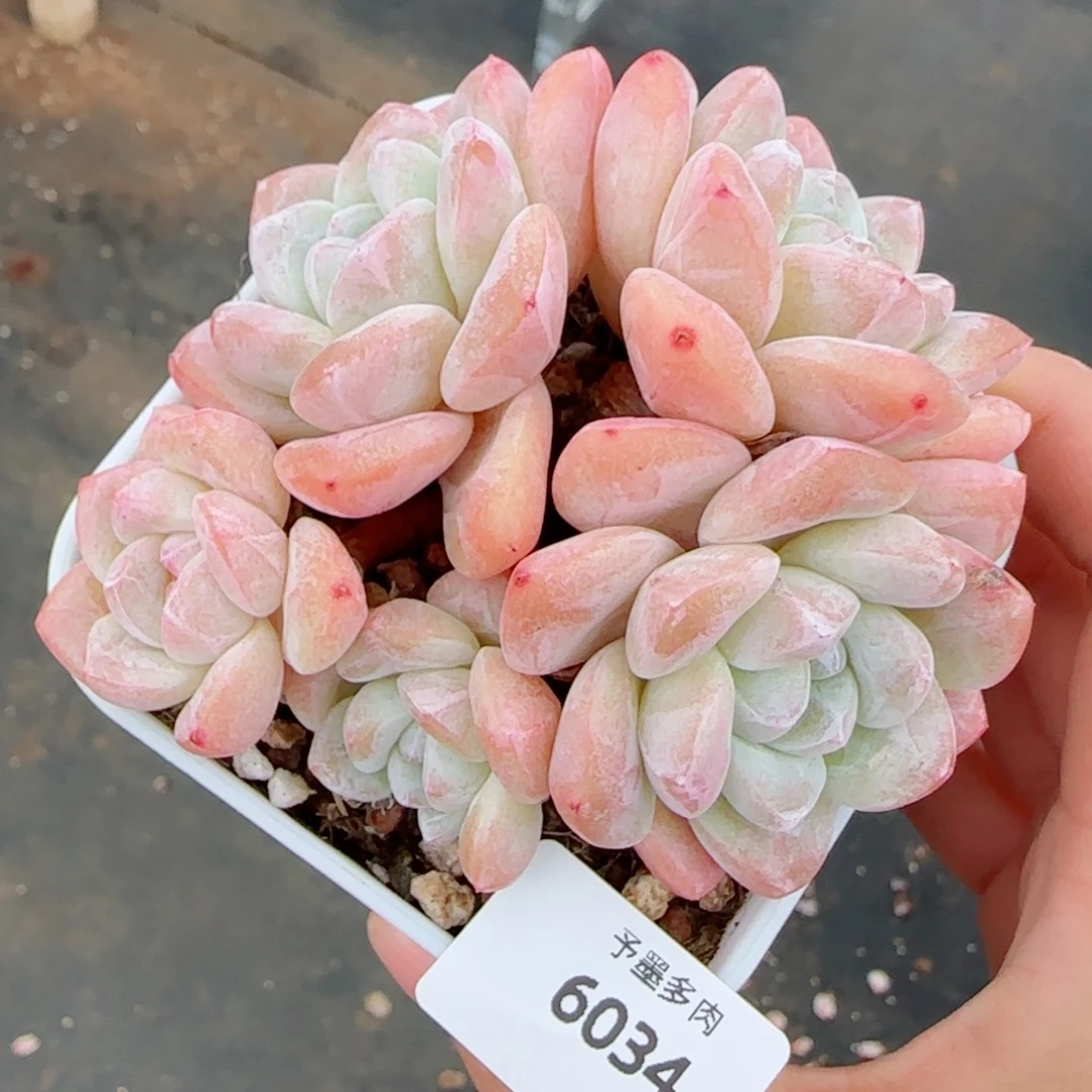 粗桩冰玉，6034多肉