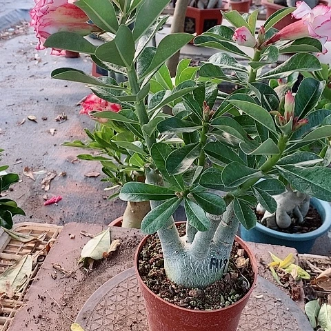 【闪购商品】无花朵?****⁰