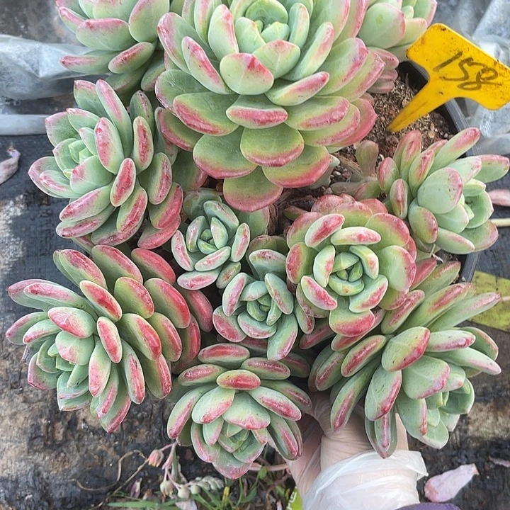 两单包邮，一物一拍158拉萨