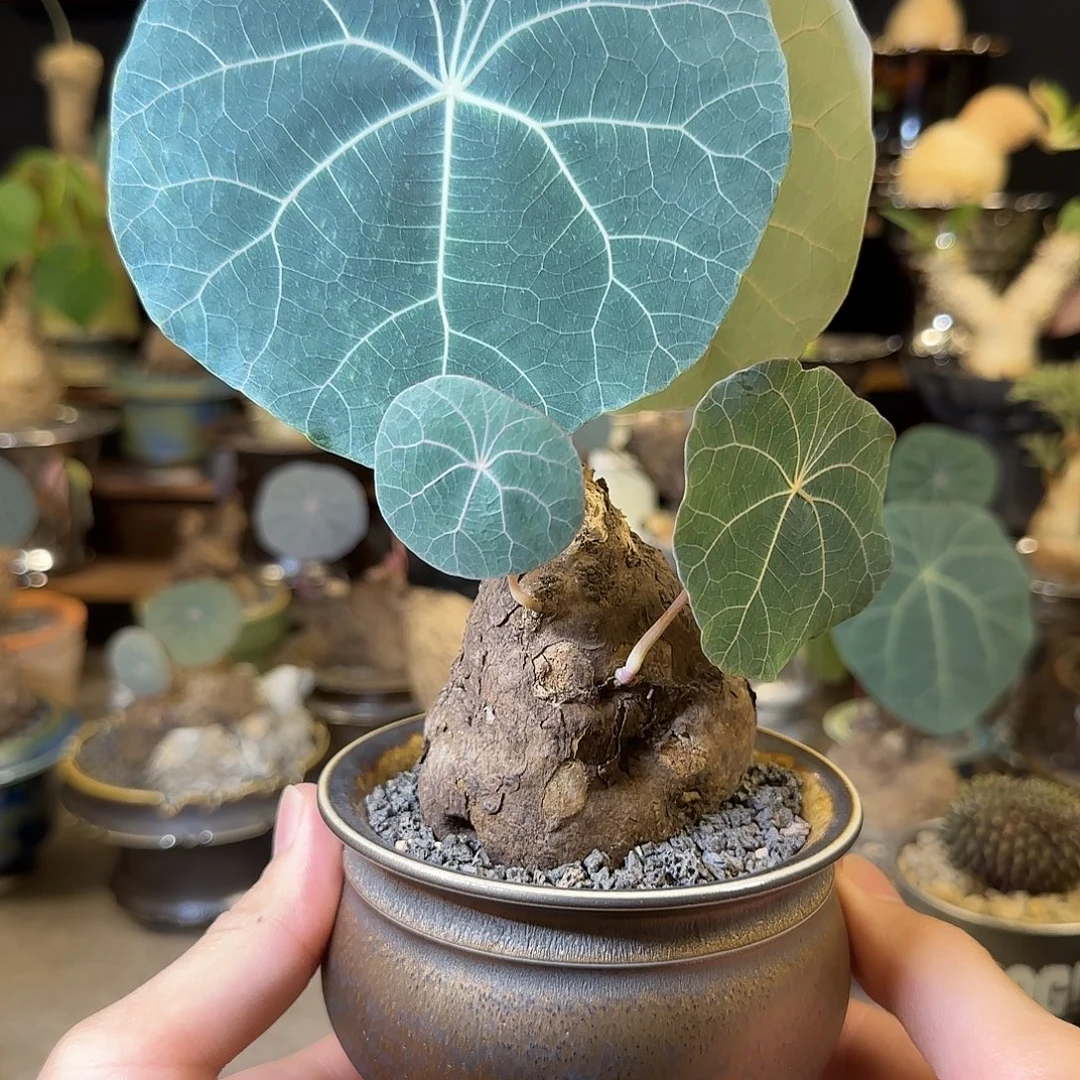 一物一拍老家一叶龟50