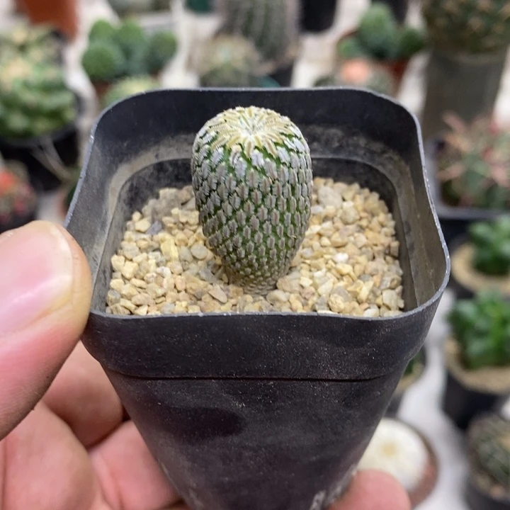 实生精巧殿特价福利