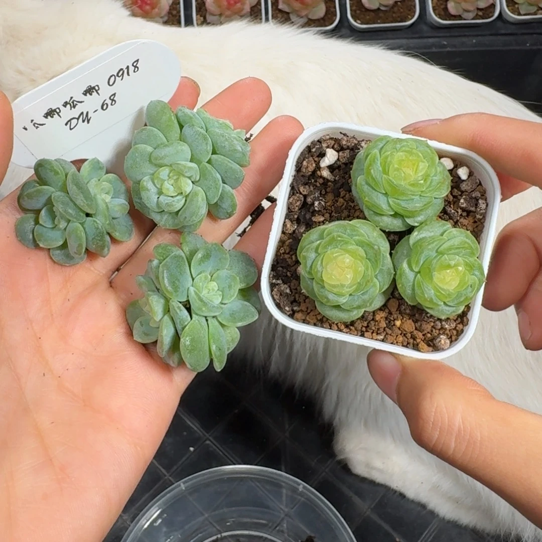 0918-68-白星双头一颗