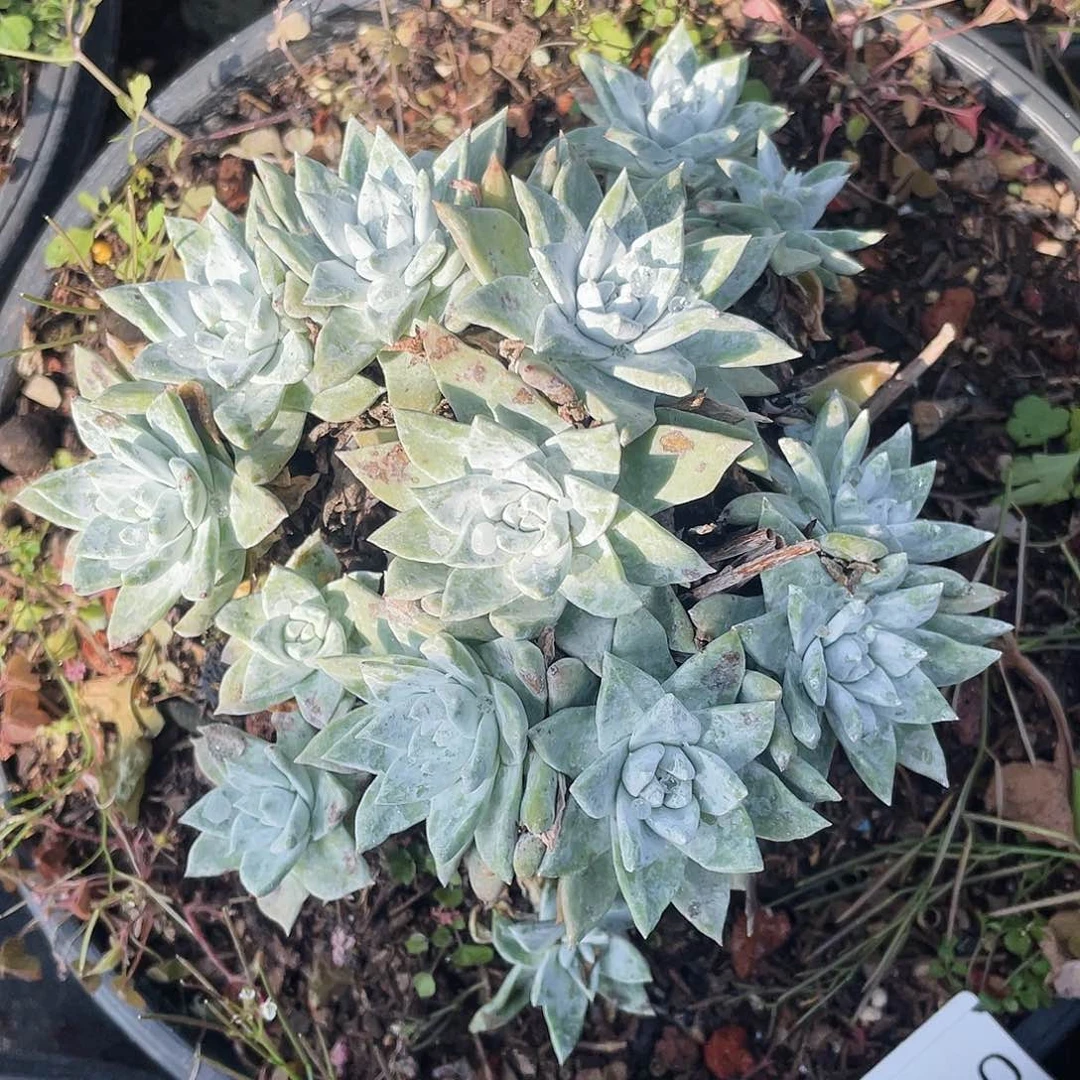 苹果叶杂各诺马老桩0161