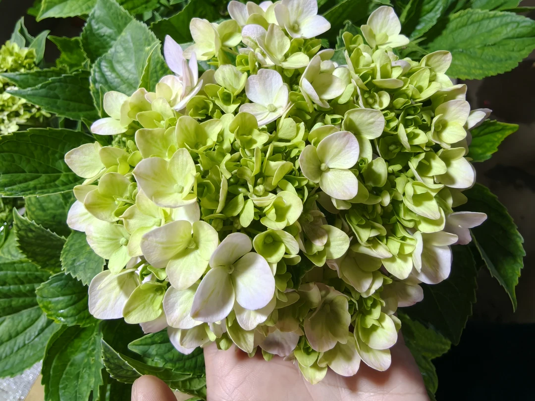 【大海粉】重瓣绣球  新老枝开花 介意少量掉花苞断枝慎拍
