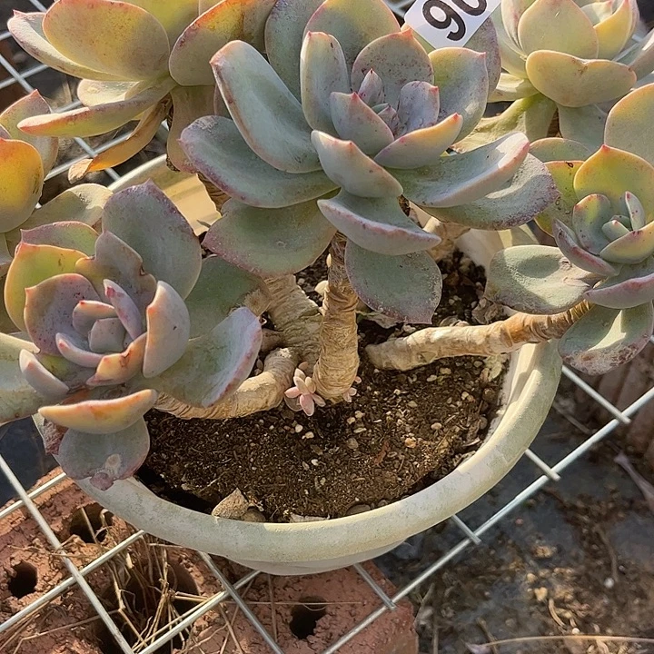 暴***妮906白凤特价脱土发货不退不换