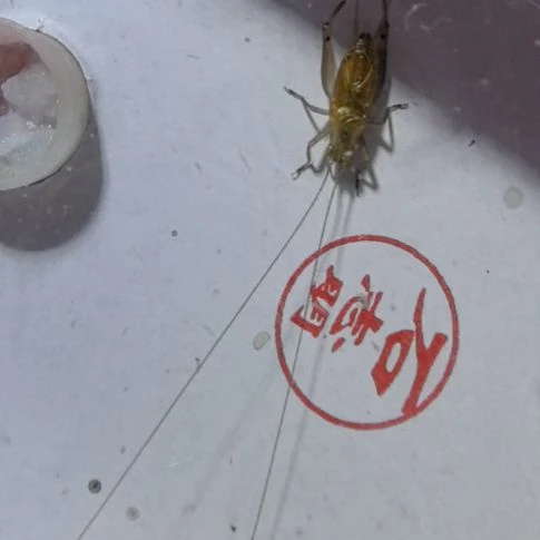 石志明全品顶须一条