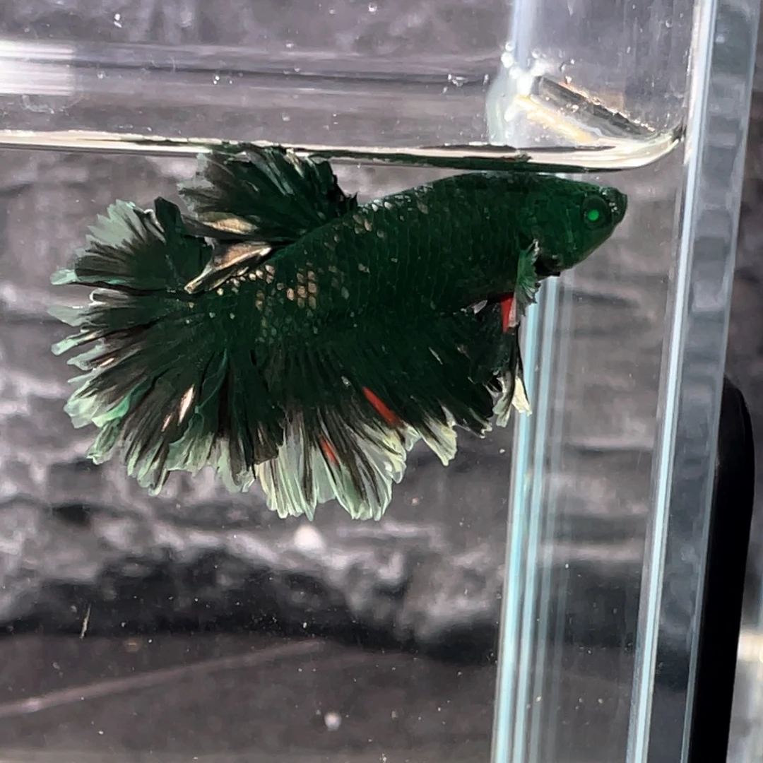 斗鱼绿魔绣球半月公