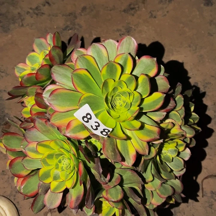 838奶白宽锦多肉植物处理不售后