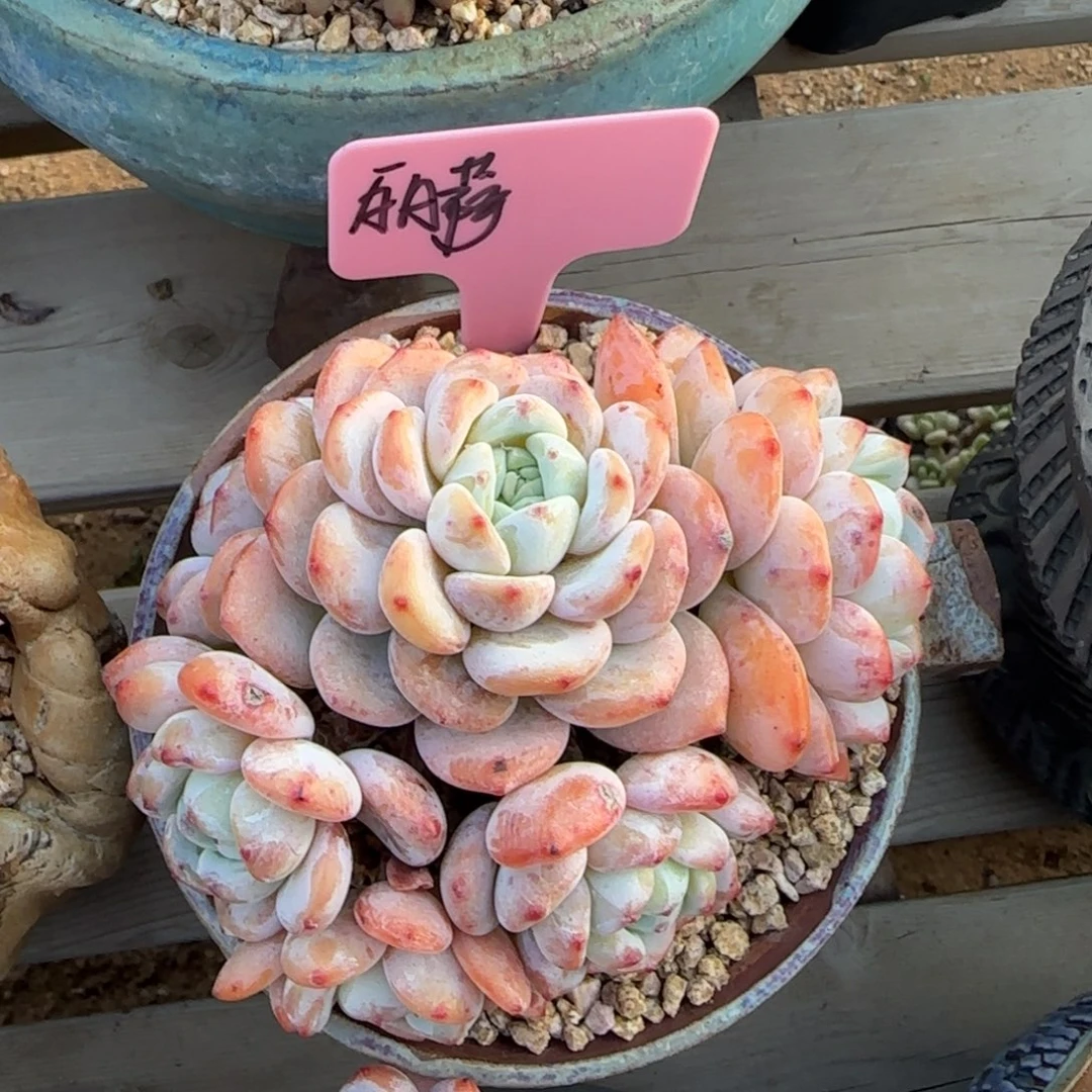 冷香老桩五十包邮