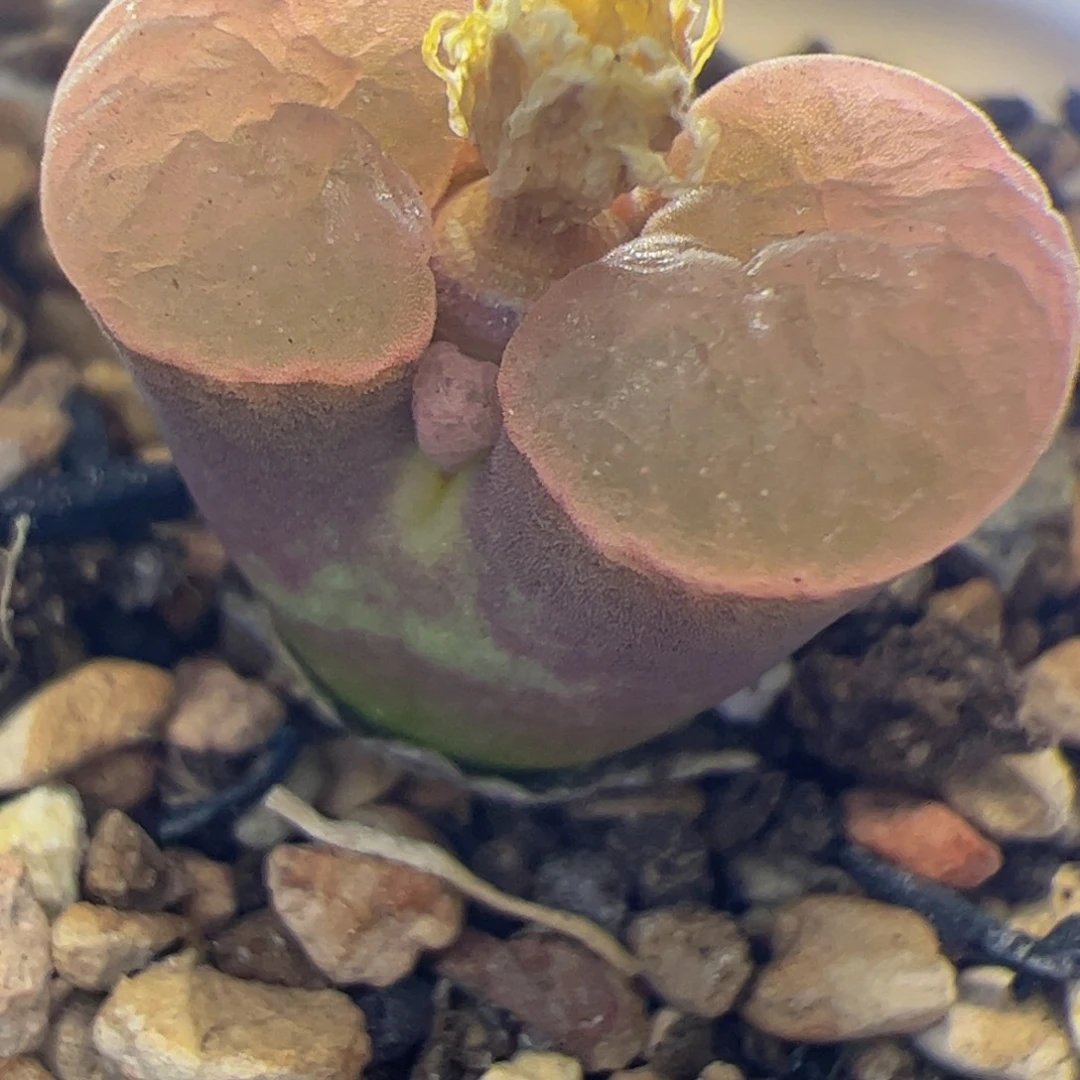 3km磁铁有干疤特价