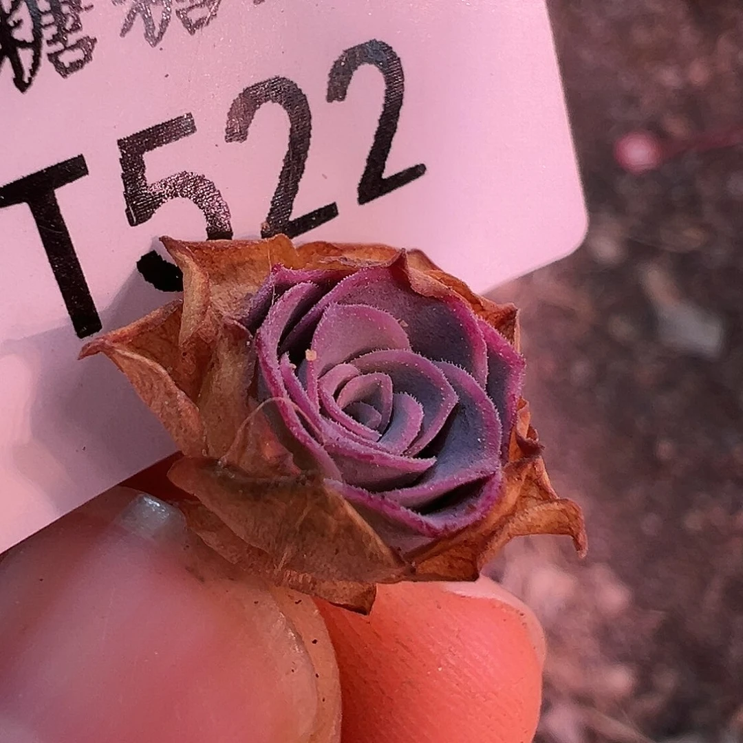无**.帕美至爱级品x各种侧芽 T522