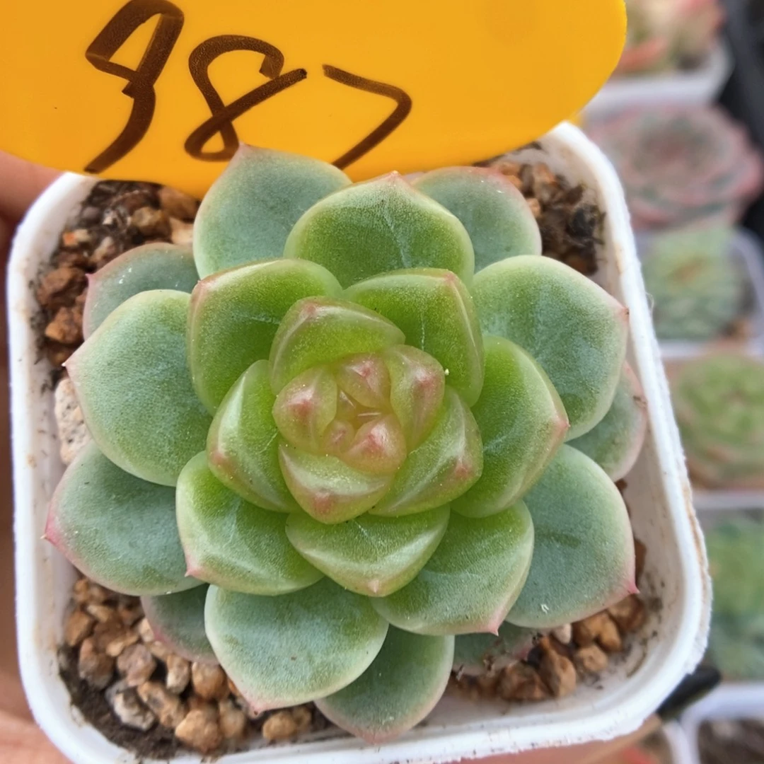 x7灯泡心珍妮987号