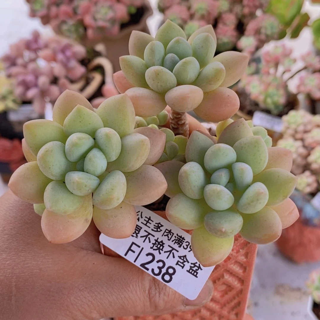 泡泡糖6cm238多肉植物