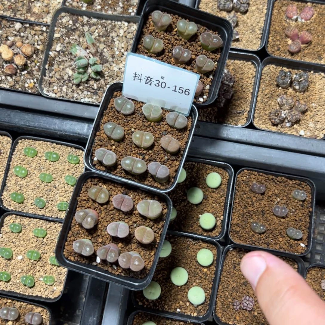 30-156量拍麒麟风铃一颗，买3送一