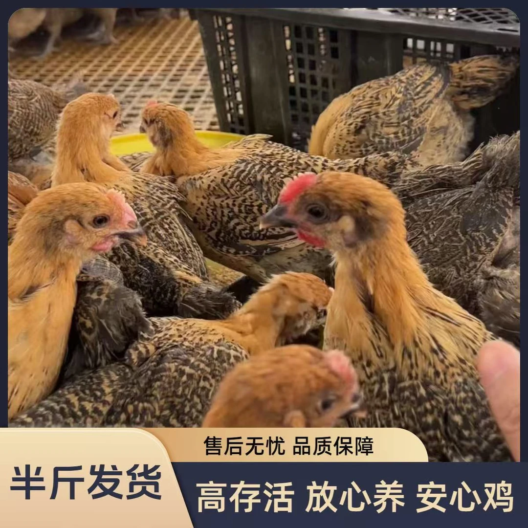 正宗散养红瑶鸡宠物鸡包邮发货买公母可选发货J7