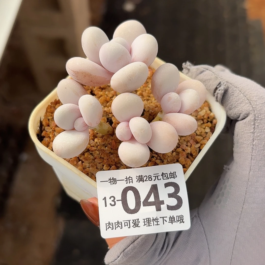 奶酪无盆土发货无盆土发货无