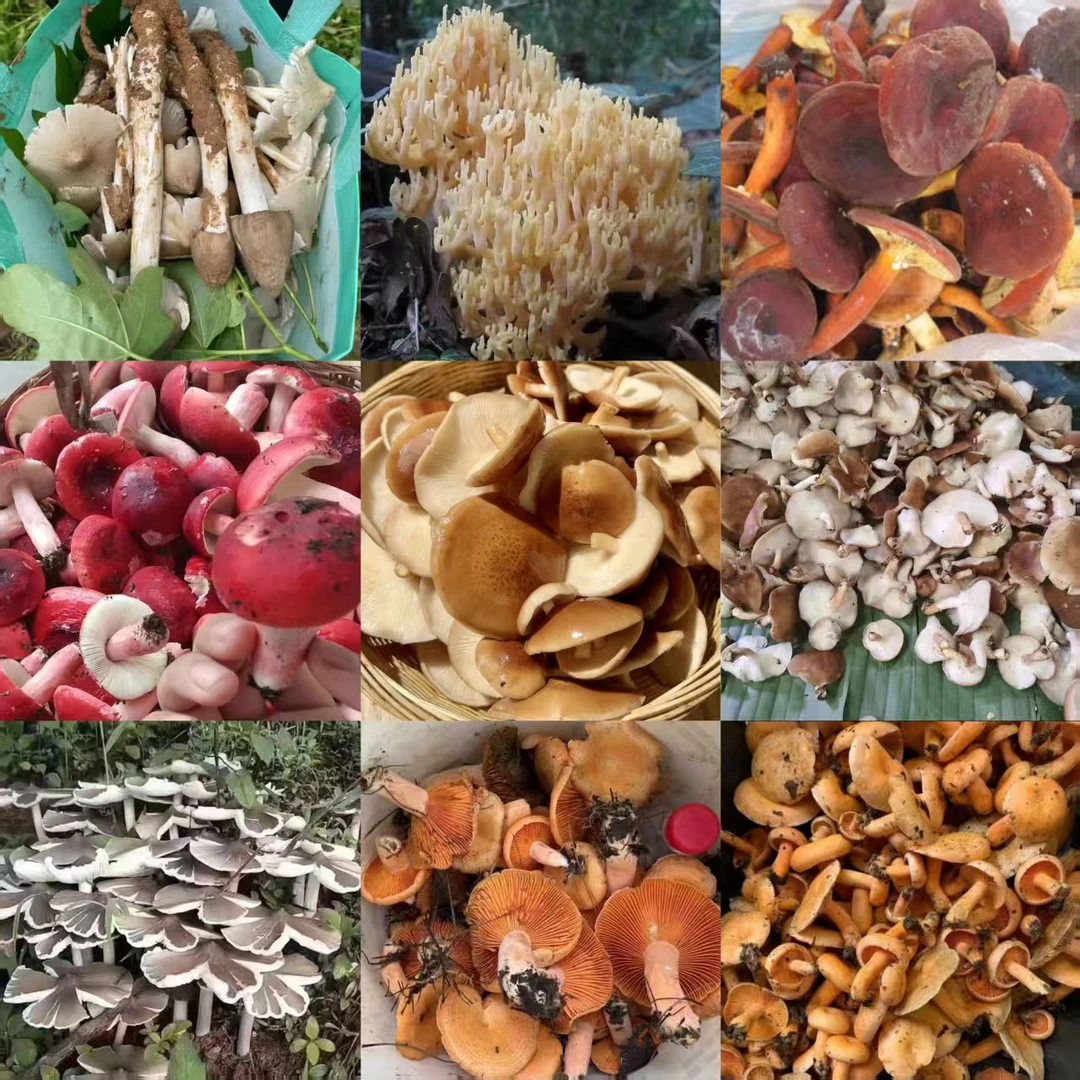 2【S-X】净含量1g-15g【阿忠现收现卖】1014