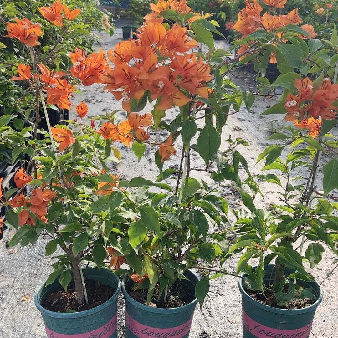 大部分开放少量花苞橙桑巴一棵