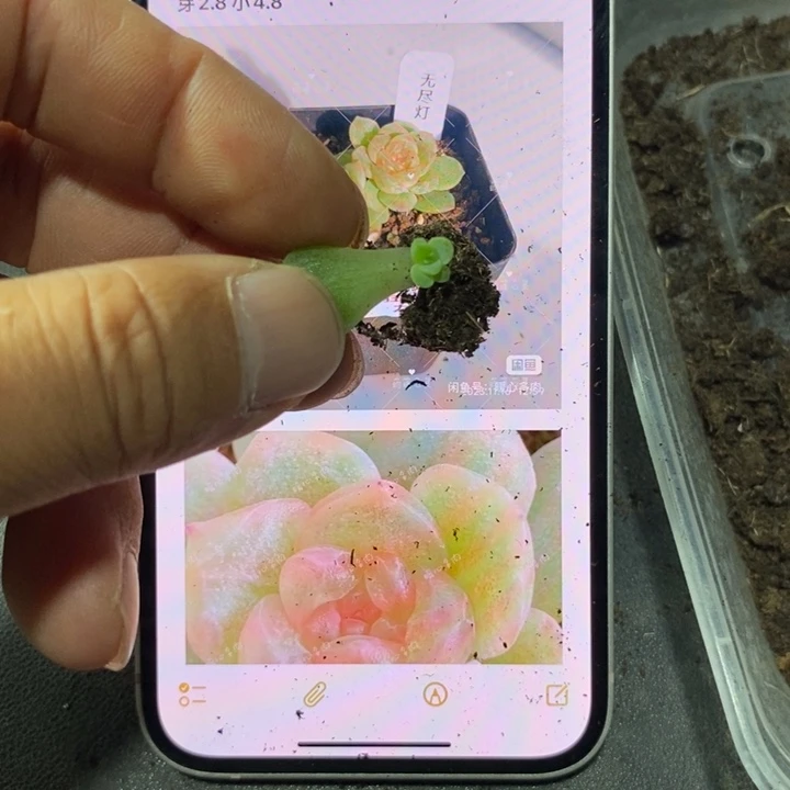 穴盘无尽灯芽苗一个