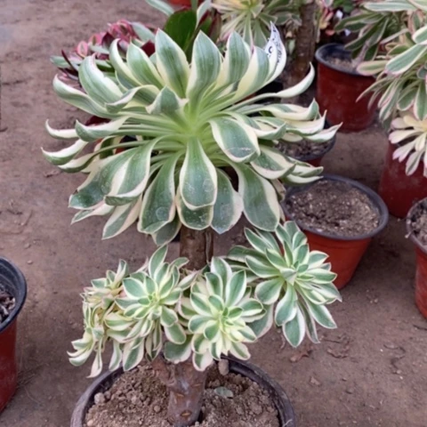 365青莲满25包邮多肉