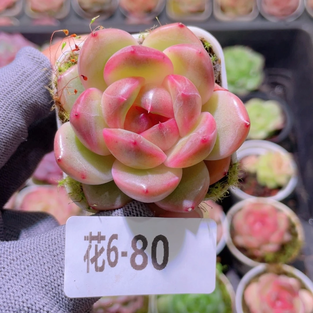 花利美 6-80福利珍妮