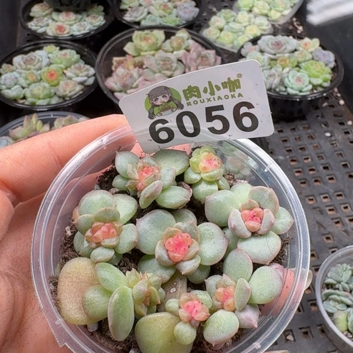 多肉植物多肉植物