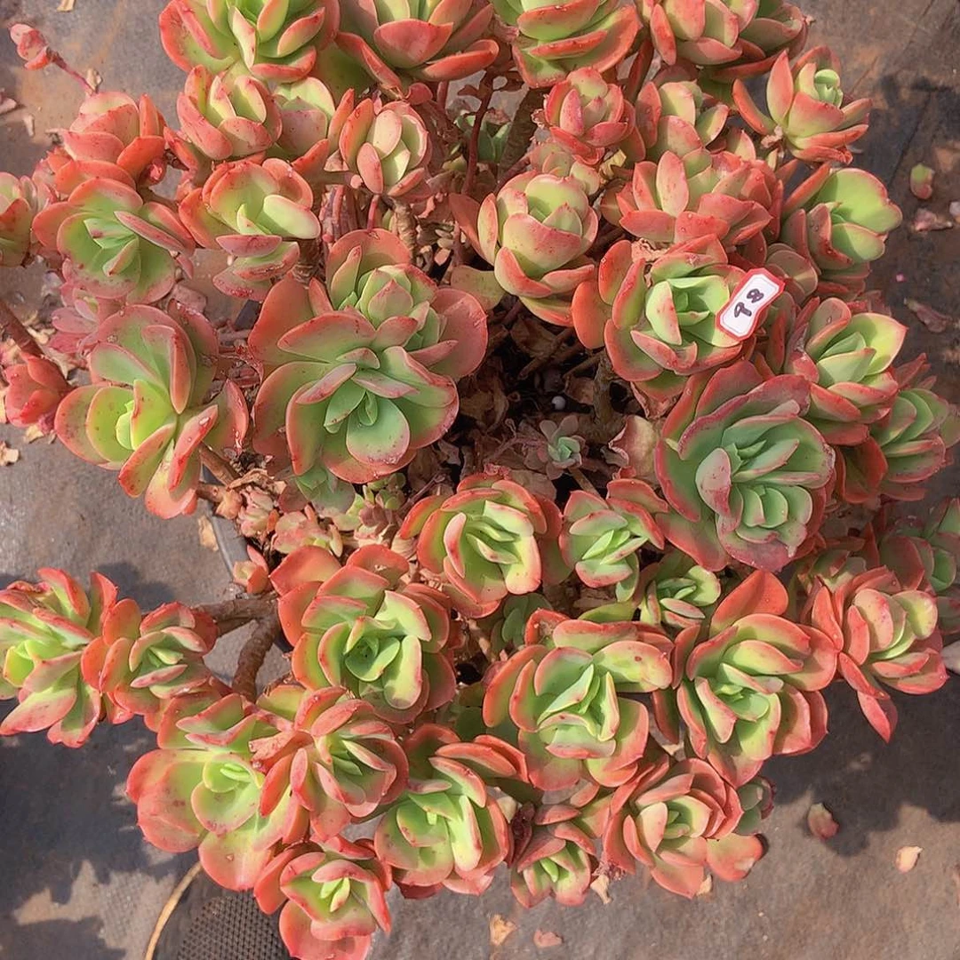 用****8一物一拍多肉家里98火焰玫瑰