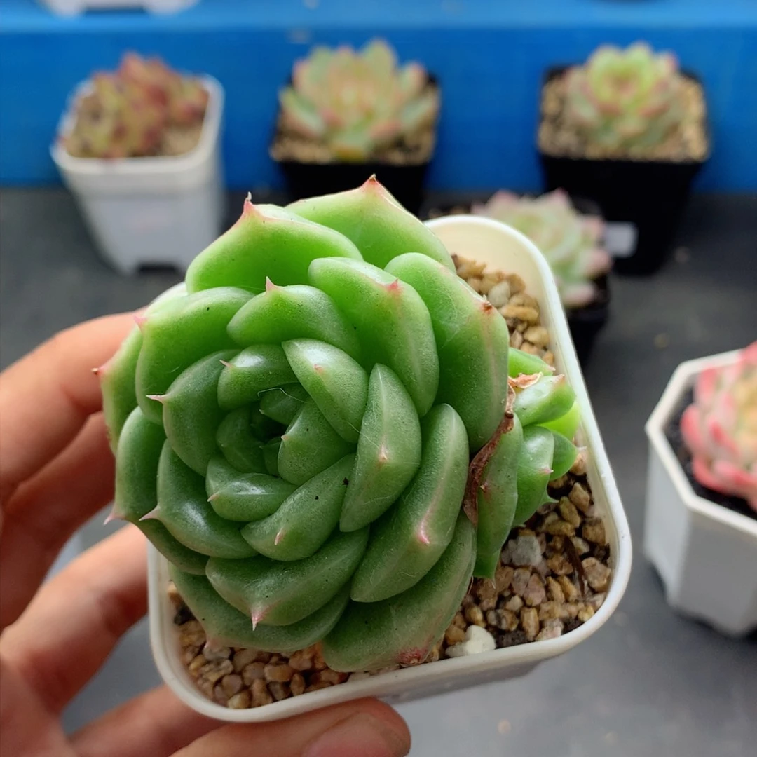 58包邮  群生不包整48