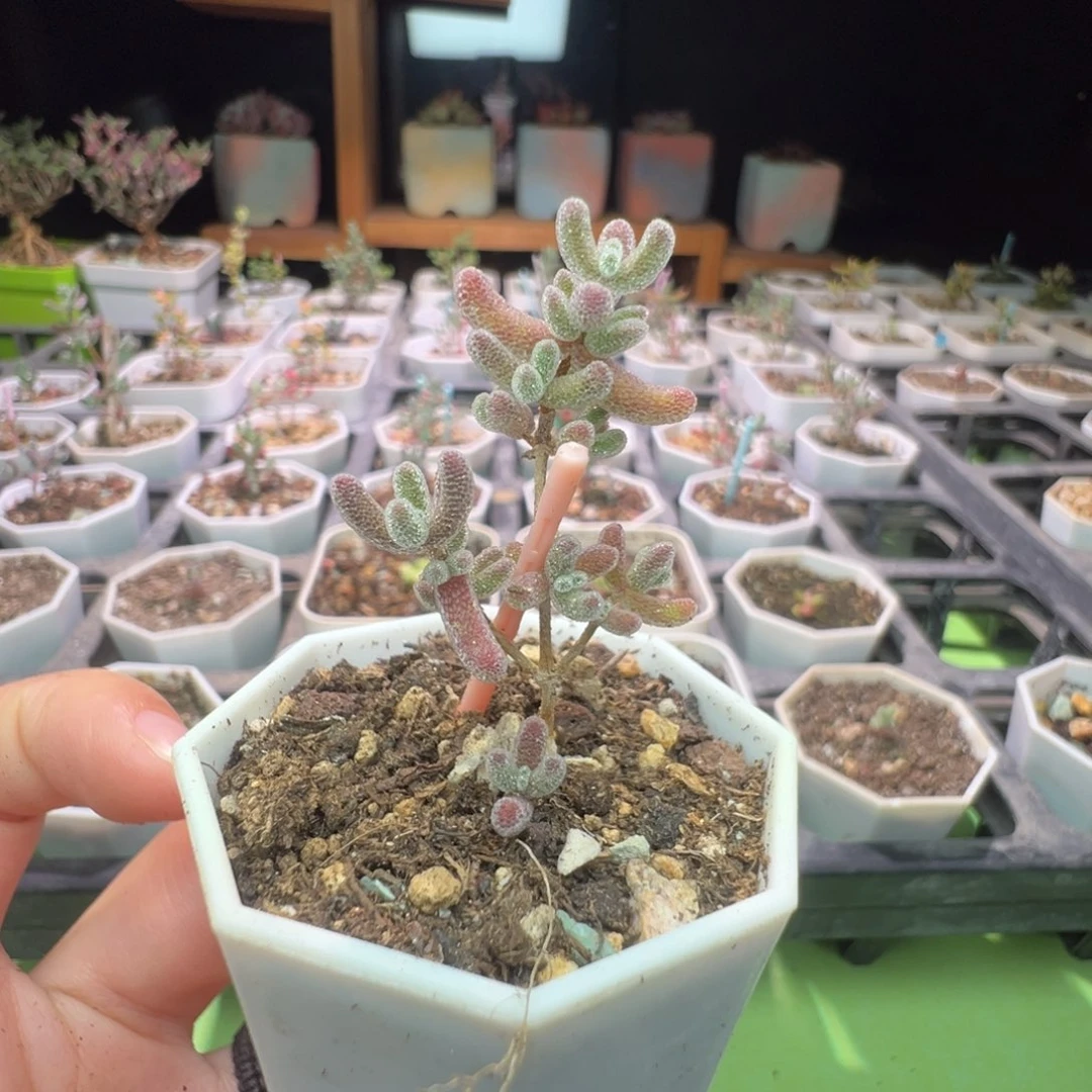 尺寸小，1710实生粉冰晶，一年多，拍下不退不换