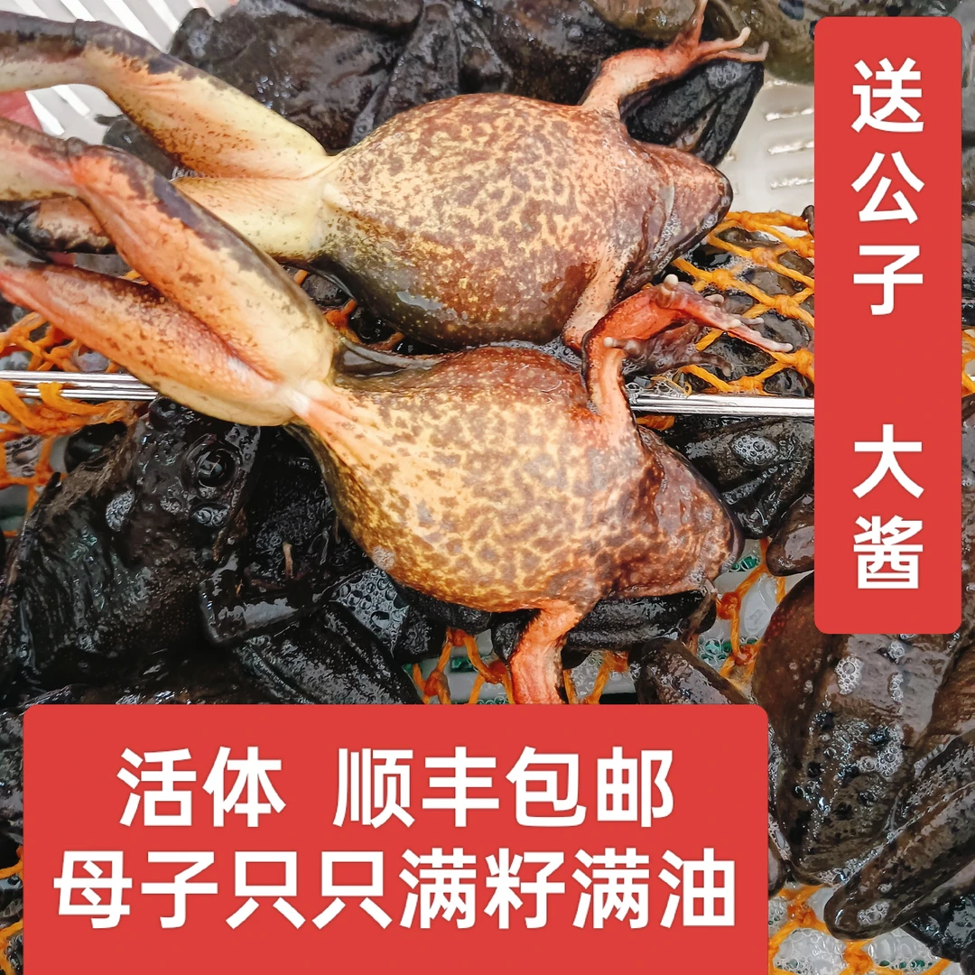 东北水产母蛤 活林蛙母鲍子 送大酱 顺丰快递
