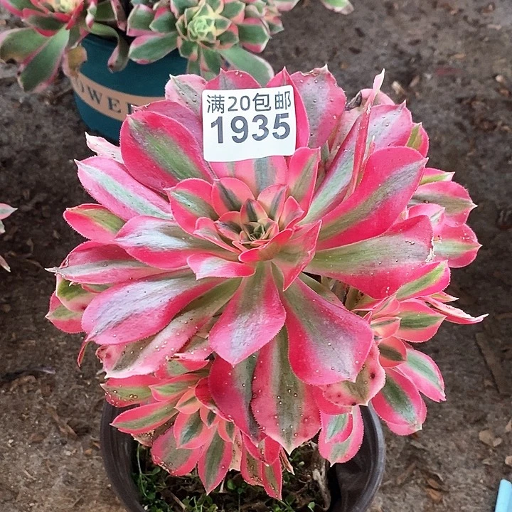 1935 一颗棒棒糖分女巫法师