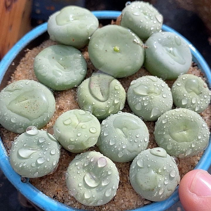 24525巨型大嘴小红嘴一颗
