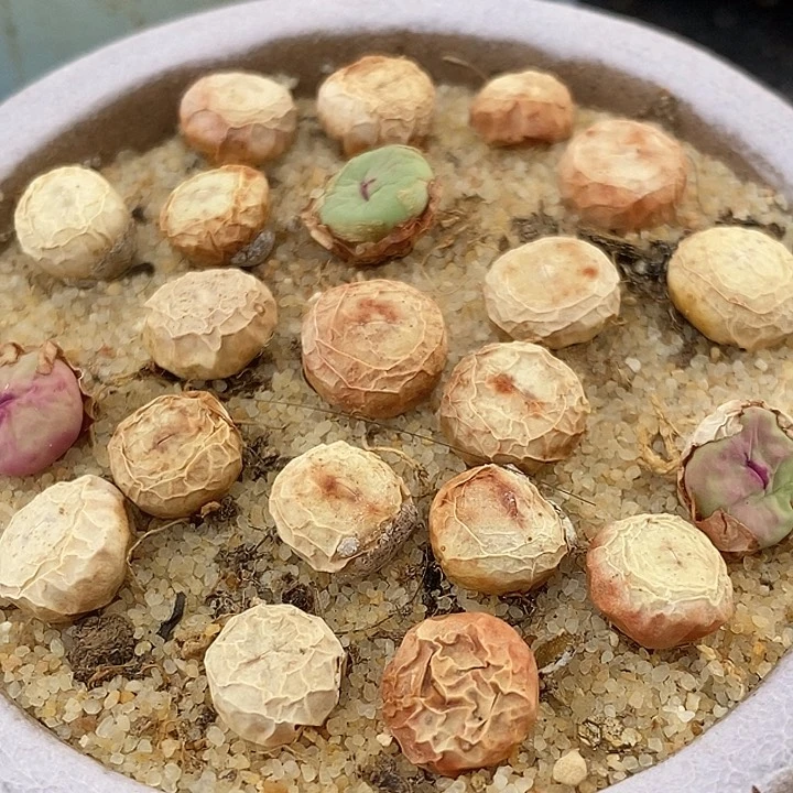 1380B小红嘴2颗一组带老皮