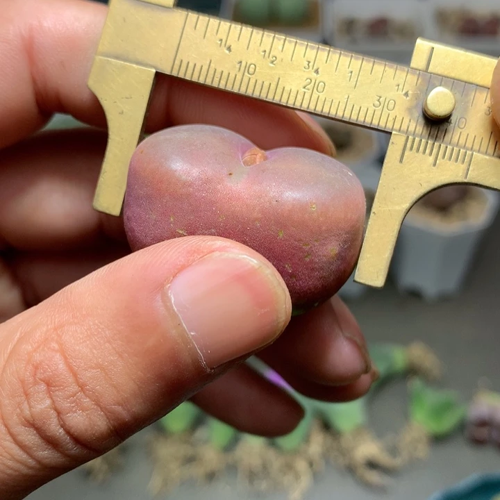 精品多肉植物精品多肉