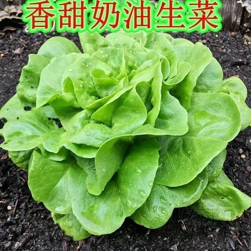 F074奶油生菜种子生吃甜脆沙拉菜农家自种庭院四季有机蔬菜种子